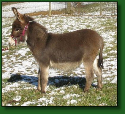 The Elms Spice is Nice